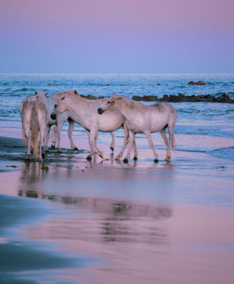 Visite Camargue