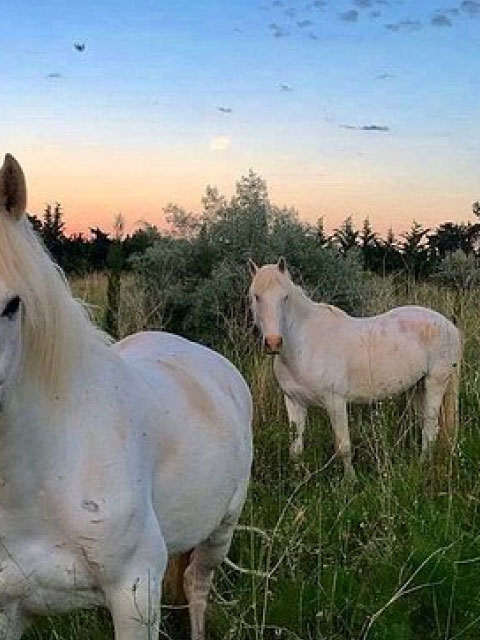 randonnée vallée de la crau cheval