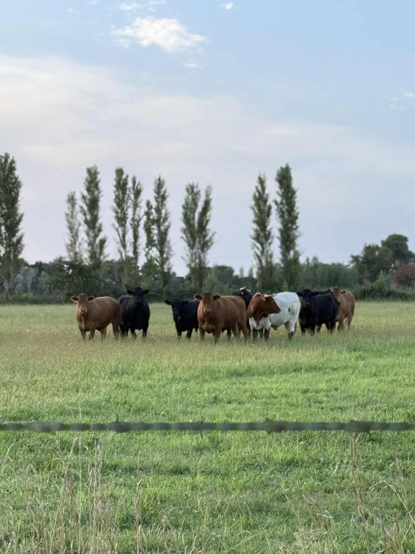 Messenger_creation_1E614C93-71CB-41FB-AD96-78DA37A0133F