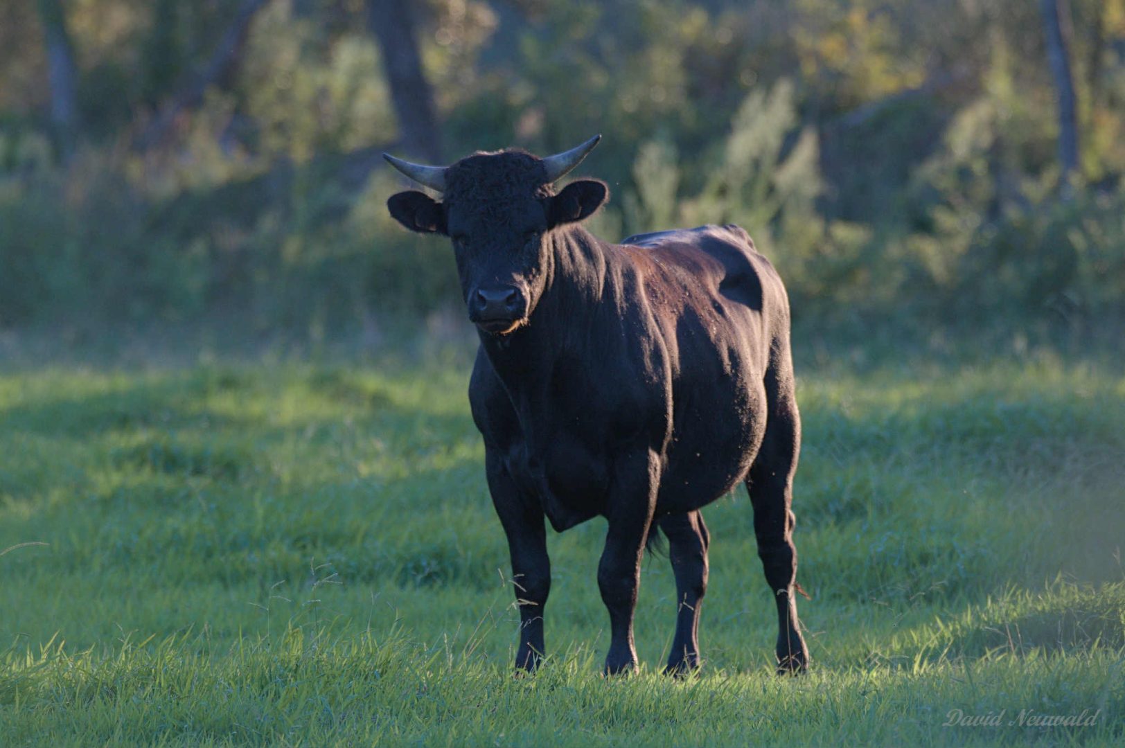 Messenger_creation_E64C8233-E9FB-4658-B88A-CEFD86913975